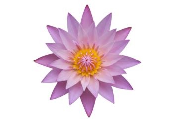 Isolated light-purple water lily with yellow center, symmetrical and full blossom, close-up shot