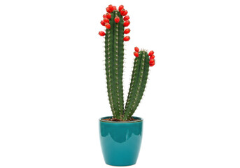 Isolated cactus in a blue pot bearing red fruits, a desert plant for xeriscaping © Anna
