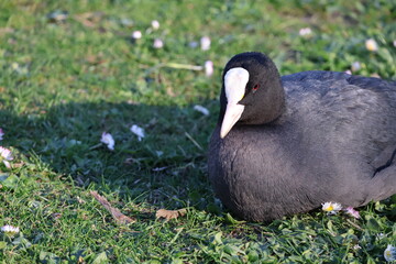 A Eurasian coot in the grass