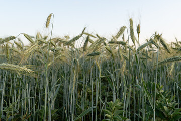 Epis de blé à côté du lac de la Samaritaine à Buzancy, Ardennes, Grand Est, France, Europe
