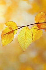 Obraz premium Stunning Autumn Forest Scene with Radiant Yellow Leaves and Tranquil Natural Beauty All Around