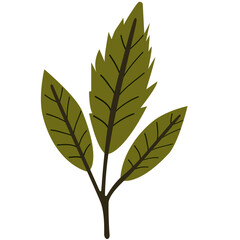 Olive green leafy branch with natural curves, ideal for rustic, boho, or organic-themed design compositions and illustrations.
