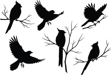Cardinal bird silhouettes, perched and flying, black vector illustration, nature wildlife clipart, tree branch pose, minimal graphic, isolated design