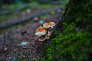 mushrooms in the forest