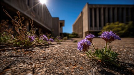 Purple flowers growing in cracked pavement with blurred buildings and sunlight
