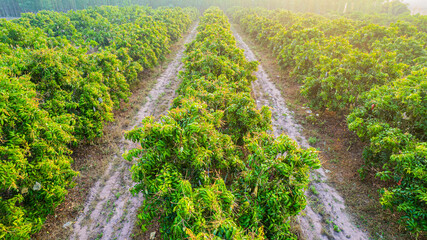Mango orchards are blossoming in the fruit season of Thailand.
