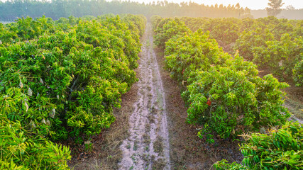 Mango orchards are blossoming in the fruit season of Thailand.