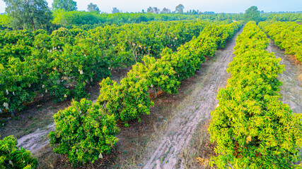 Mango orchards are blossoming in the fruit season of Thailand.