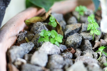Close-up of fresh green plant leaves showing vibrant new growth and beauty in nature