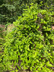 green leaves background