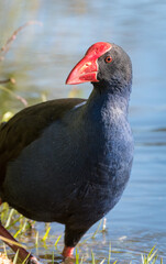 Close up of Pukeko or purple swamphen wading in lake margins among reeds