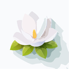Elegant white magnolia flower with green leaves isolated on white background