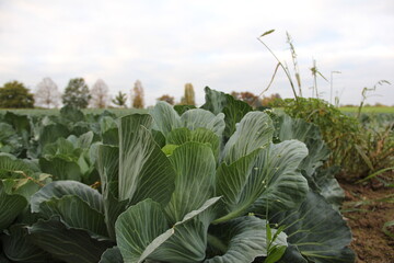 angle view of delicate white snowdrop flowers
