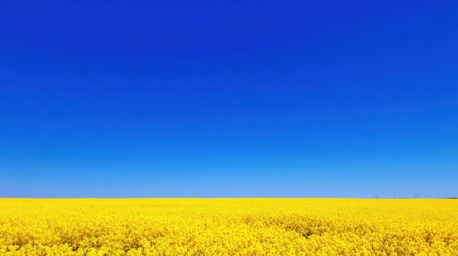 Vibrant yellow field under clear blue sky with abundant sunlight