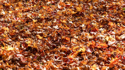 (Acer platanoides) Norway maple tree producing carpets of dead leaves, petiolate, palmate, ribbed with pointed lobes taking on beautiful yellow, red-orange hues in autumn