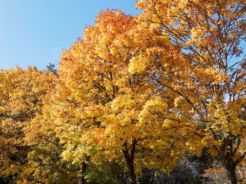 (Acer platanoides) Large tree of Plane-leaved maple or Norway maple with large rounded crown, brown twigs clothed with spectacular palmate leaves turning bright yellow to red-orange in autumn