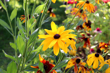 A yellow rudbeckia flower against a background of other flowers in a flowerbed on a sunny autumn day - horizontal color macro photo, close-up