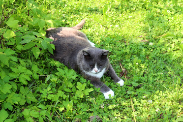 Gray cat lying in the shade in the garden and looking attentively at the grass on a sunny summer day - horizontal color photo, close-up, top view
