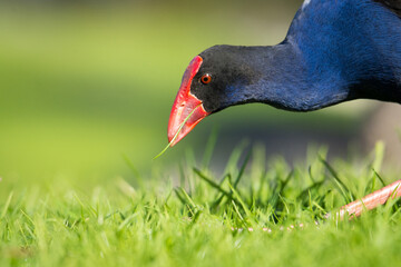Close up of Pukeko or purple swamphen wading in lake margins among reeds