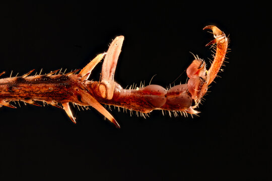 Macro of Bush Cricket Spiky Tarsus and Claw