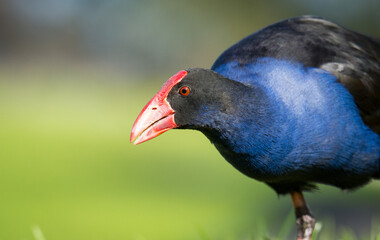 Close up of Pukeko or purple swamphen wading in lake margins among reeds