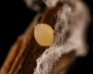 Tiny Spider Egg on Stem with Protective Silk