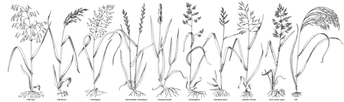 Forage grasses for pasture and hay vector set