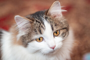 Fototapeta premium A close-up of a fluffy grey and white cat looking intently at something outside the frame.