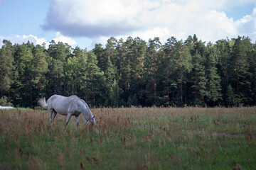Fototapeta premium A horse standing in the grassy area of a forest.