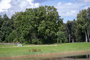 A serene park scene with a large tree near the water's edge and a walking path in the background. The clear blue sky adds to the peaceful atmosphere.