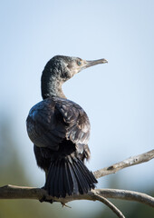 Black Shag or cormorant on perch overlooking lake