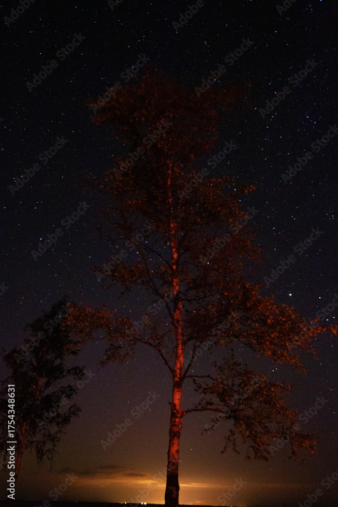 Wall mural a tree with a glowing trunk is lit up by the moon and stars. the tree is surrounded by other trees