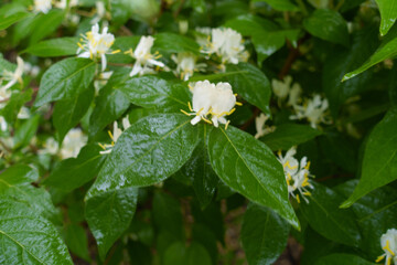 Close view of white flowers of Lonicera maackii in June