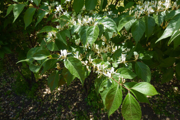 Shoot of blooming Lonicera maackii in May