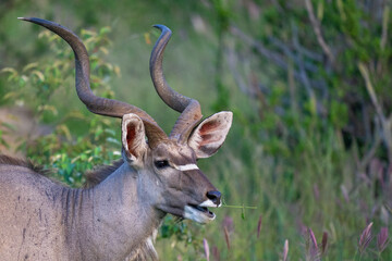Greater Kudu close up portrait