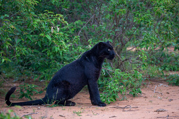 Melanistic leopard or Black Panther sit in green vegetation