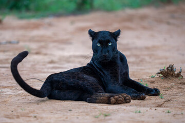 Melanistic leopard or Black Panther lying on the ground © Staffan Widstrand