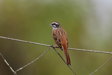網にとまるホオジロ