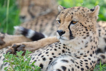 Cheetah close up portrait