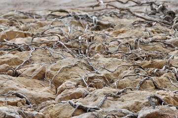 Dry roots on rocky soil showing resilience and erosion