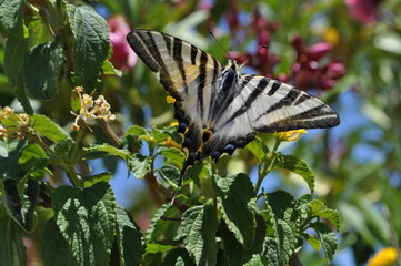 Scarce swallowtail butterfly (Iphiclides feisthamelii) resting on leaves and flowers