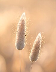 Two delicate grass seed heads bathed in golden sunlight