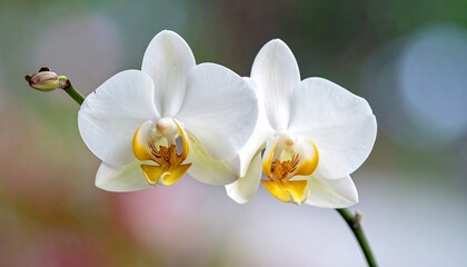 Two delicate white orchids