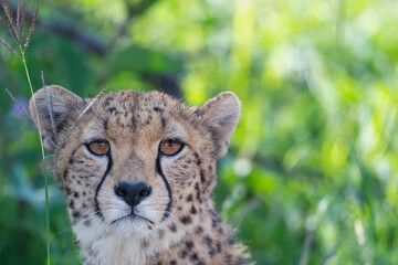 Cheetah close up portrait