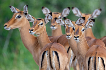Impala antelope herd