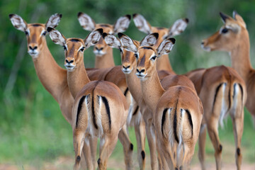 Impala antelope herd