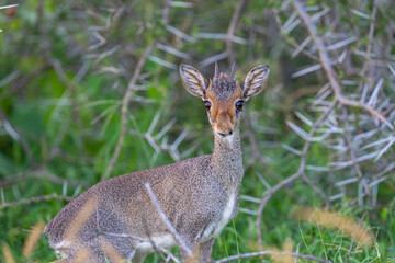 Günther's dik-dik close up portrait