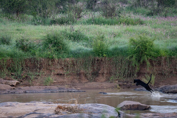 Melanistic leopard, or Black Panther in green vegetation