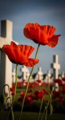 Vibrant red poppies sway gently in a serene field of white crosses, capturing the essence of remembrance and peace, camera pans across the scene