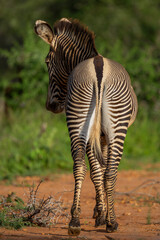 Grevy's Zebra